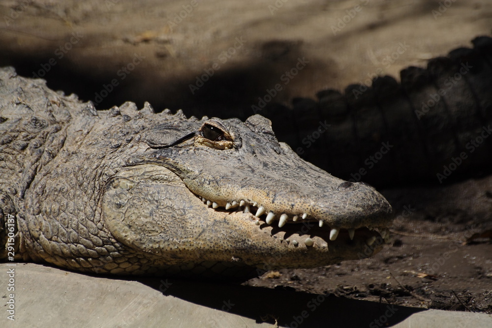 Obraz premium crocodile