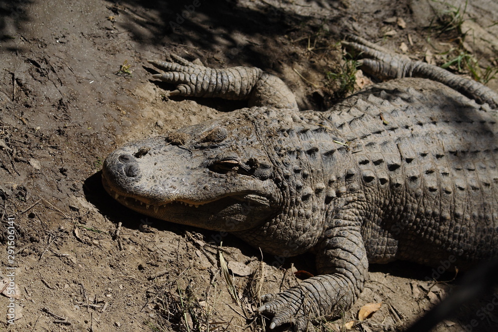 Fototapeta premium crocodile