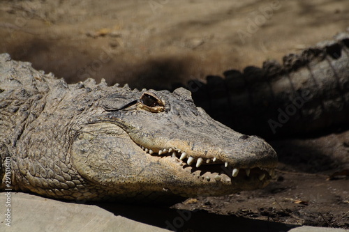 crocodile