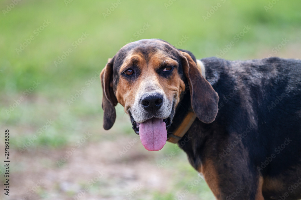 Hound dog face portrait, floppy ears and tongue out