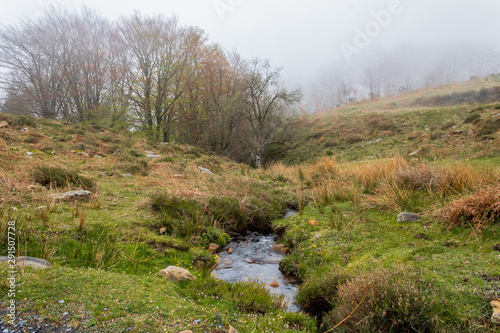 a foggy day in the forest of Belaustegui, on Mount Gorbea photo