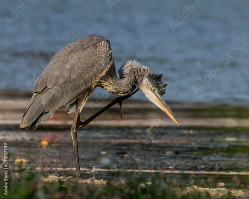 Foto great blue heron at presque isle lake Erie Pennsylvania