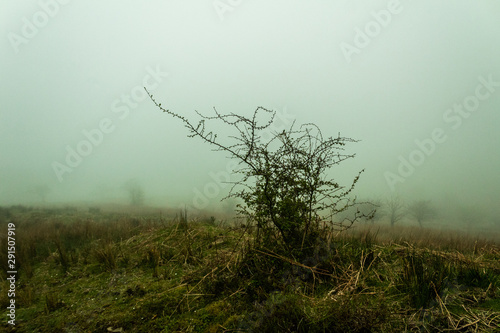 a foggy day in the forest of Belaustegui, on Mount Gorbea