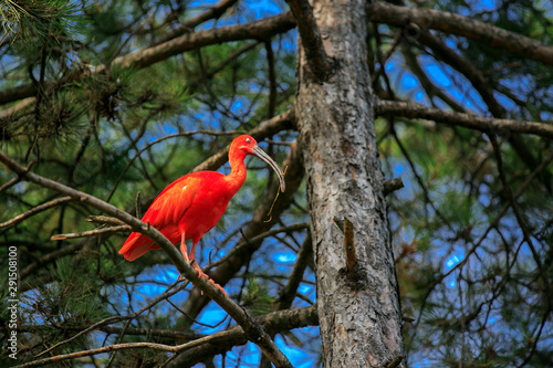 Scarlet Ibis bird Eudocimus ruber tropical bird