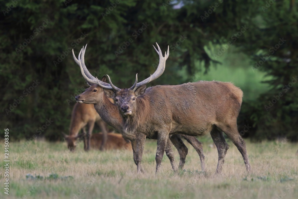 Beautiful red deer in the nature habitat. Wildlife scene from european nature. Cervus elaphus. red deer during rut Beautiful red deer in the nature habitat. Wildlife scene from european nature. Cervus elaphus. red deer during rut