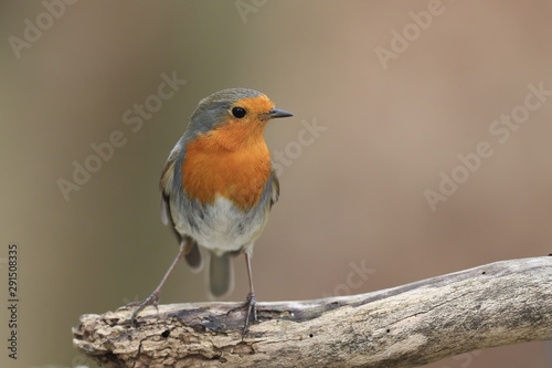 Photo of European robin (Erithacus rubecula) sits on the branch. Detailed and bright portrait. Autumn landscape with a song bird. Erithacus rubecula. Wildlife scene from nature © Monikasurzin