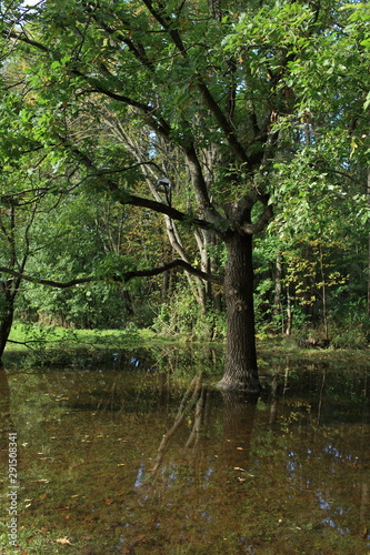 Flooded forest after flood, beautiful landscape