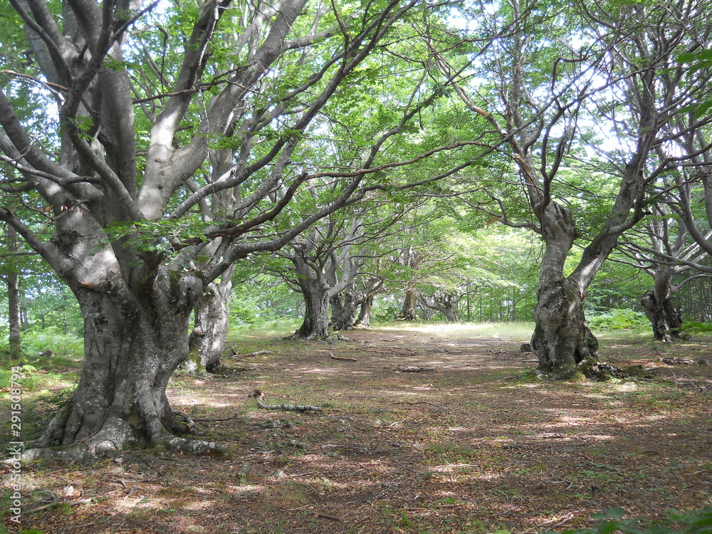 Alberi secolari in Varsi Alberi secolari in Varsi