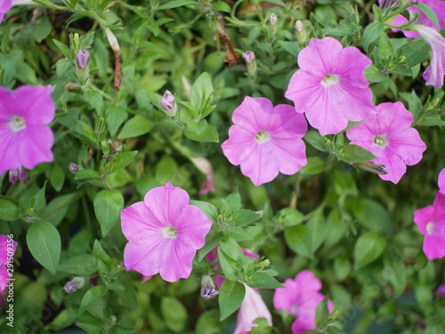 FLOR ROSA