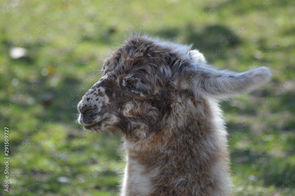 Fototapeta premium A baby llama at the farm