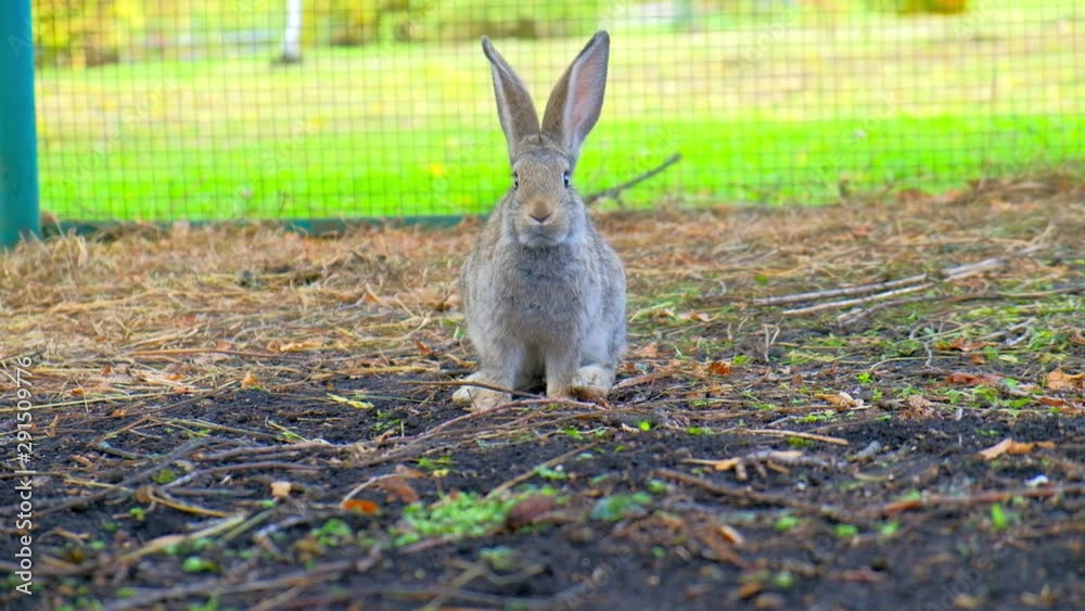 Two gray rabbits walk on the ground in the summer in the aviary. The symbol of Easter Two gray rabbits walk on the ground in the summer in the aviary. The symbol of Easter