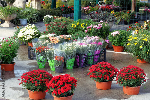 Decorative potted plants are for sale. Garden shop with flowers. Bushes and bouquets with hrysanthemums in pots in garden store.  Flowers delivery. photo