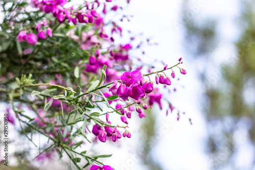 Purple Fynbos string Flowers