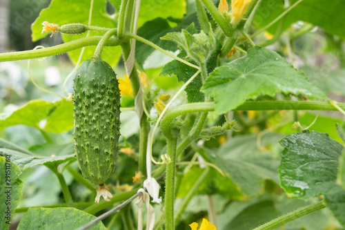 young green fresh juicy cucumber grows in the garden