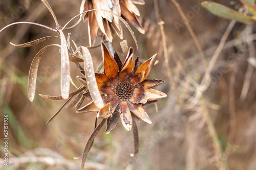 Dried Protea Cones Flower