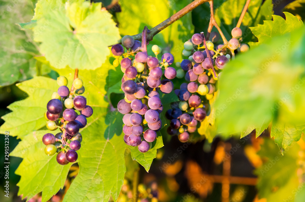 Boskoop glory is a disease-resistant, cold-tolerant grape variety from the Netherlands. It is thought to be a hybrid between Vitis vinifera and Vitis labrusca.