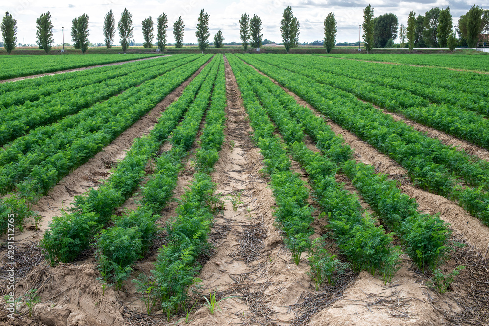 Carrot plantation. Growing carrots in rows. Carrot plantation. Growing carrots in rows.