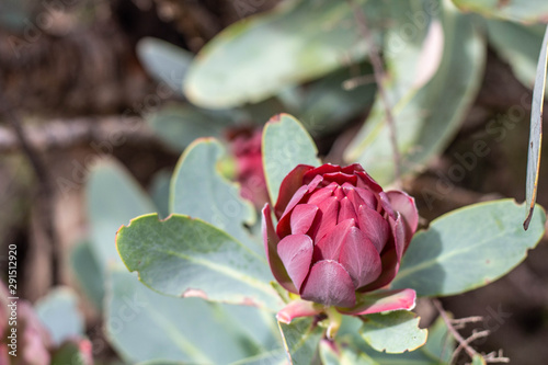 Wallpaper Mural Protea Flower in Nature Cape Town Torontodigital.ca