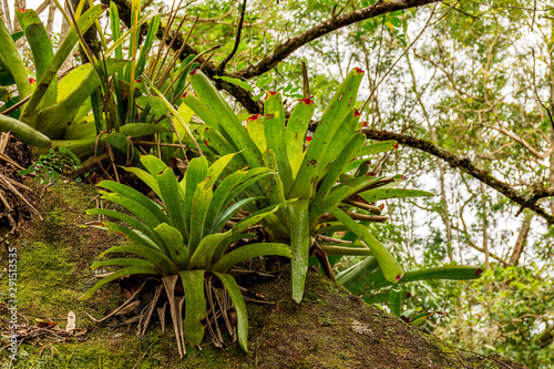 Bromeliads at tree trunk from Brazilian rainforest its natural habitat on Ilhabela Island in Sao Paulo, Brazil