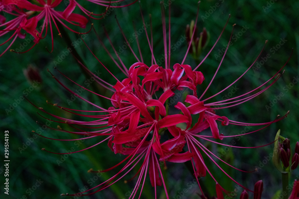 曼珠沙華 曼珠沙華