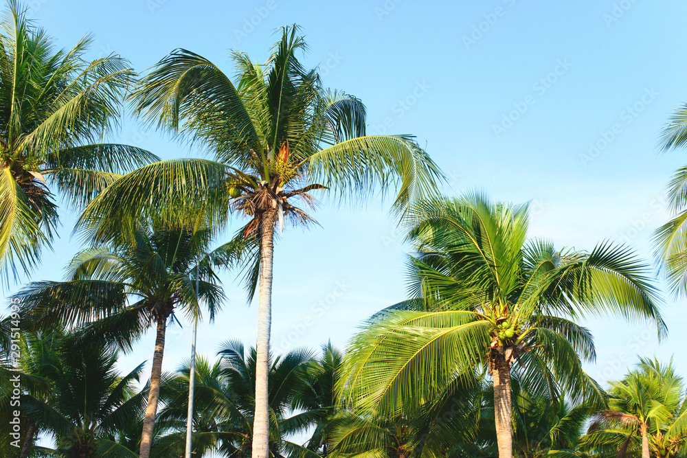 Coconut palm tree leaves with blue sky, tropical palms at sunny summer day.