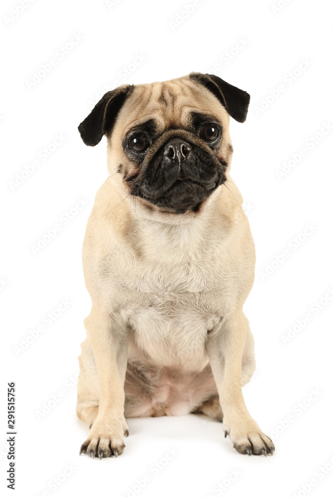 Portrait of purebred pug dog