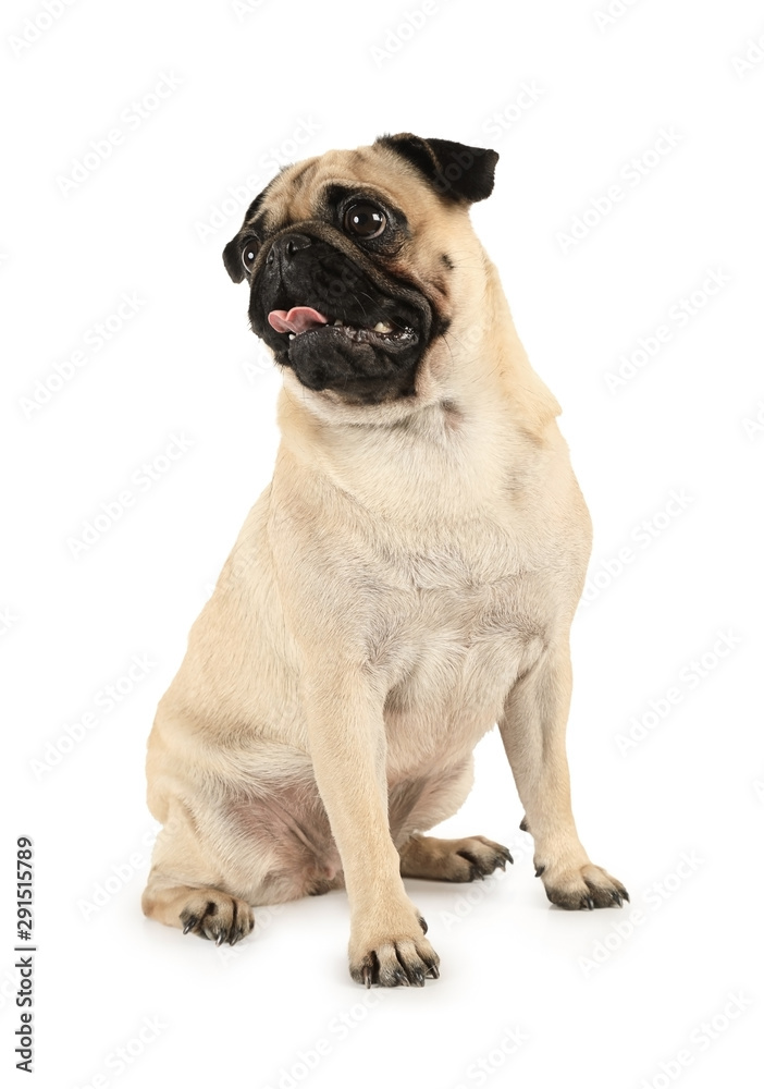 Funny purebred pug with tongue sticking
