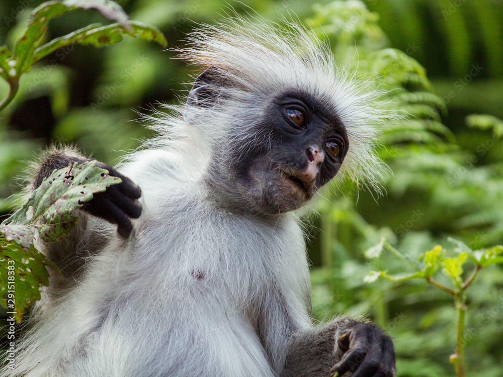 Obraz premium monkey