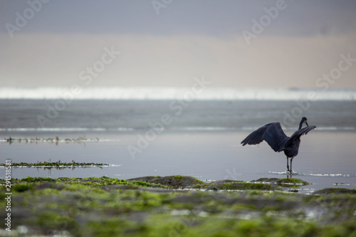 Canvas Print bird on the beach