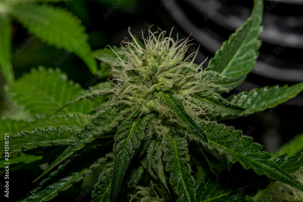 French cookies variety of marijuana with young blooms