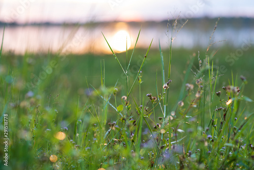 Sundew on top of the grass