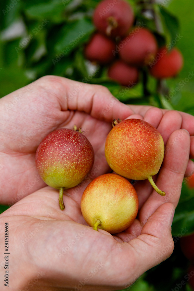 three pears in the palms on a background of a pear tree three pears in the palms on a background of a pear tree