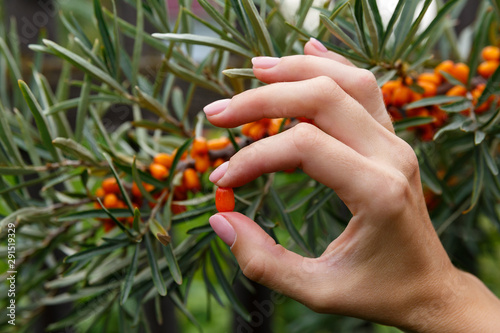 seabuckthorn berry in hand on a background of a seabuckthorn bush photo