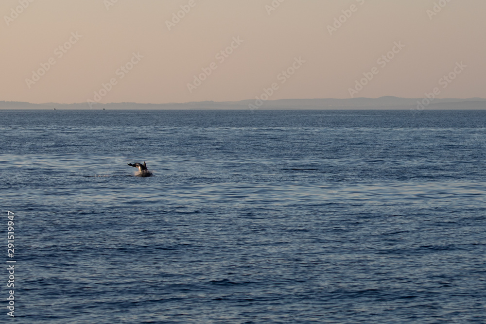 Delfin auf See