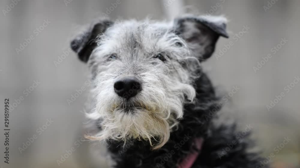 A mutt dog yawning A mutt dog yawning