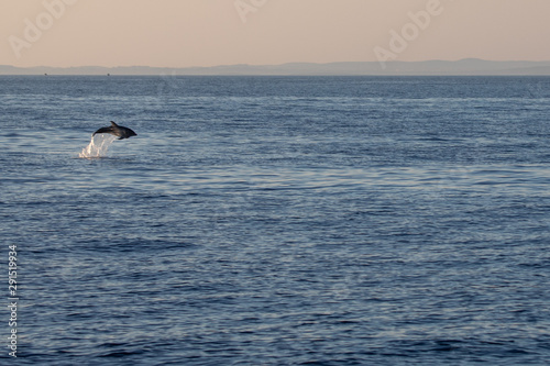 Springender Delphin auf hoher See