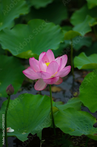       lotus