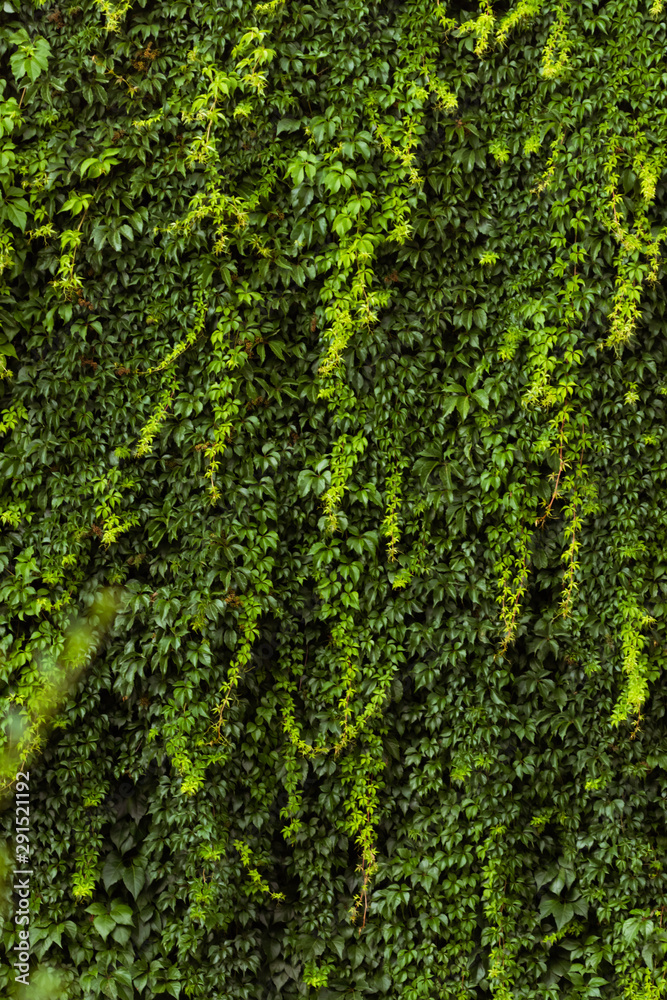 green ivy on the wall green ivy on the wall