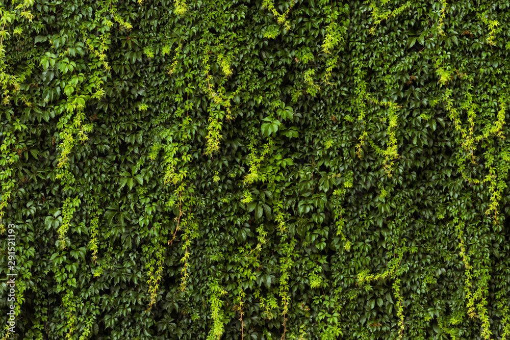 green ivy on the wall