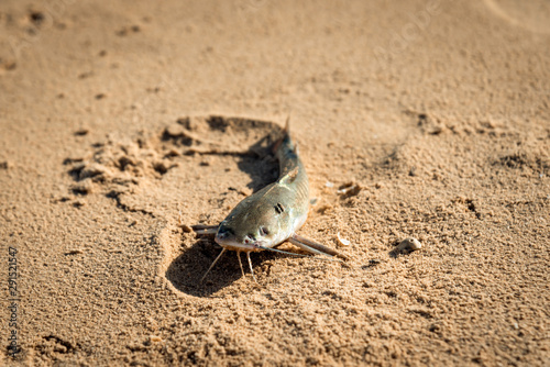 Sea catfishes on the beach.