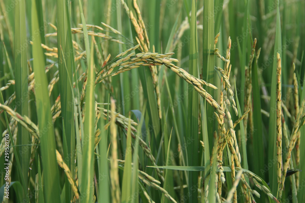 Asia Agriculture and Thai rice concept Asia Agriculture and Thai rice concept