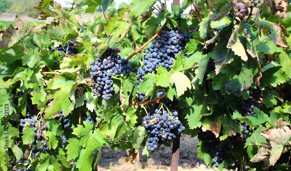 Grappes de raisin sur pied de vigne