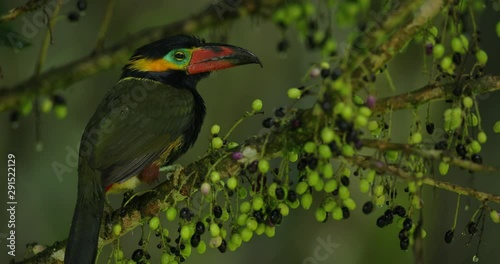 Small toucan with fruits. Golden-collared Toucanet, Selenidera reinwardtii, in the nature forest habitat. Bird in the tropic jungle, Sumaco, Napo, Ecuador. Tropic wildlife. photo