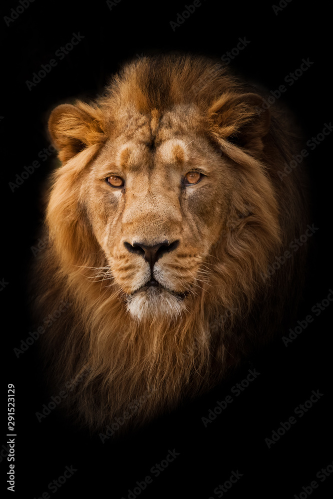 Powerful  and confident maned male lion with yellow (amber) eyes resembling a king imposingly. portrait in isolation, black background.