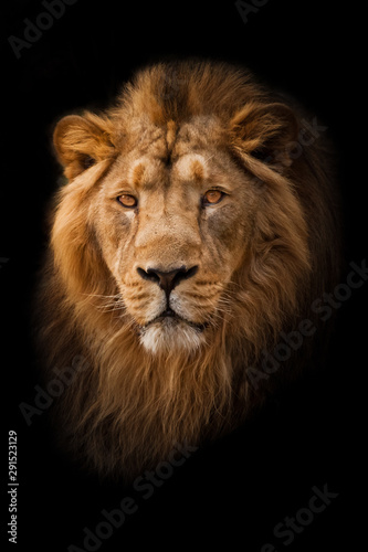 Powerful and confident maned male lion with yellow (amber) eyes resembling a king imposingly. portrait in isolation, black background.