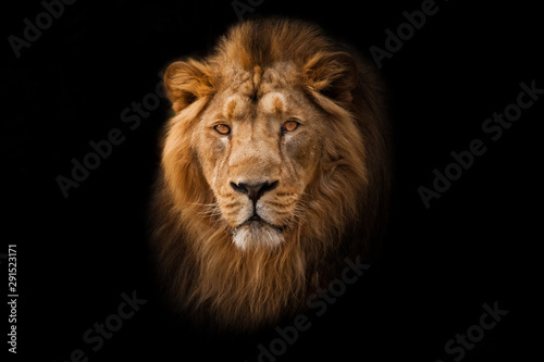 Powerful  and confident maned male lion with yellow (amber) eyes resembling a king imposingly. portrait in isolation, black background. © Mikhail Semenov