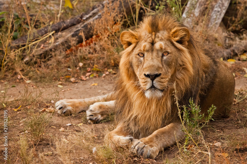 Powerful  and confident maned male lion with yellow  amber  eyes resembling a king imposingly rests lying on the grass against the background of bushes