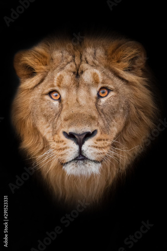 maned male lion with yellow (amber) eyes looks at you anxiously and attentively, close-up face. portrait in isolation, black background.
