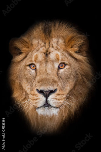 maned male lion with yellow (amber) eyes looks at you anxiously and attentively, close-up face. portrait in isolation, black background.