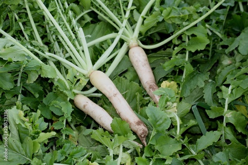 Slika na platnu Three dacon or tillage radishes and leaves.
